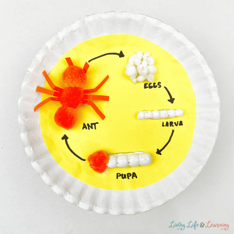 Ant Life Cycle Craft