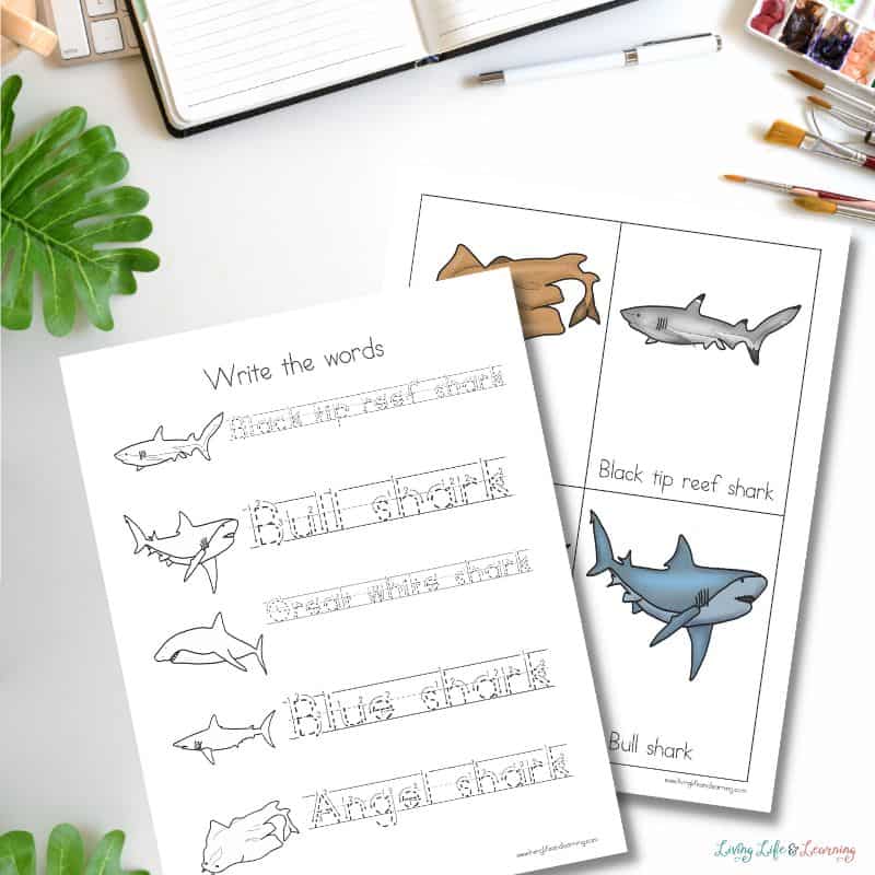 Image of shark worksheets for kids