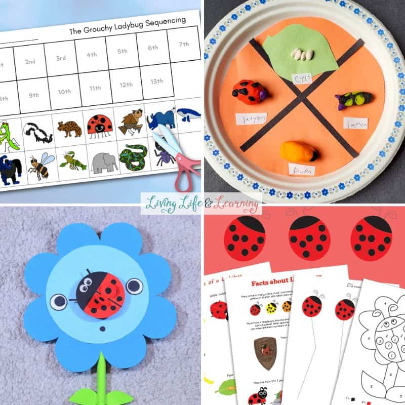 images of ladybug activities for kindergarten