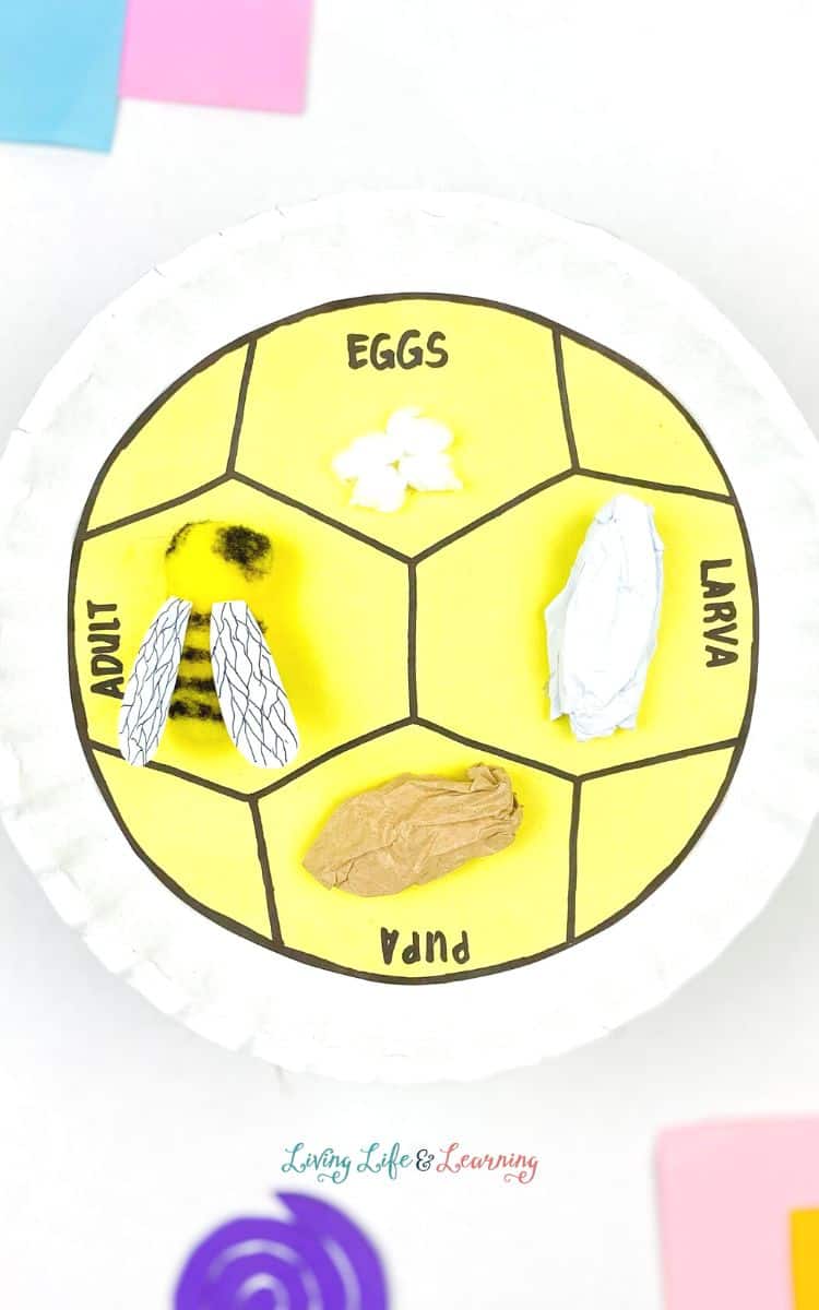Finished bee life cycle paper plate craft with labels