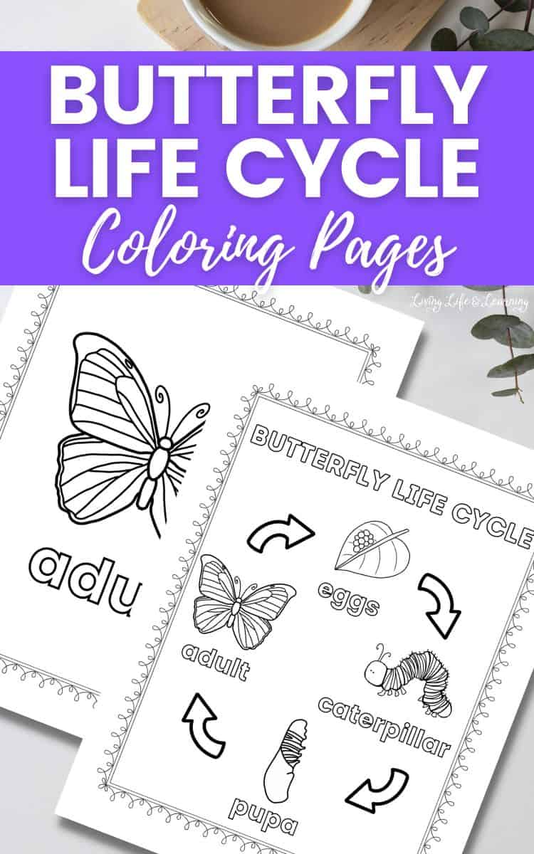 There are two Butterfly Life Cycle Coloring Pages on a table.