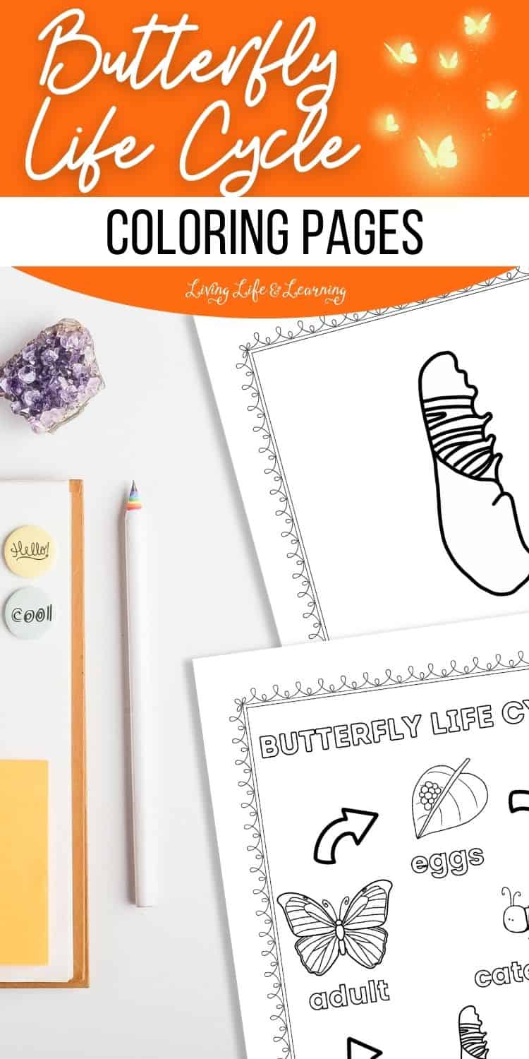 Butterfly Life Cycle Coloring Pages