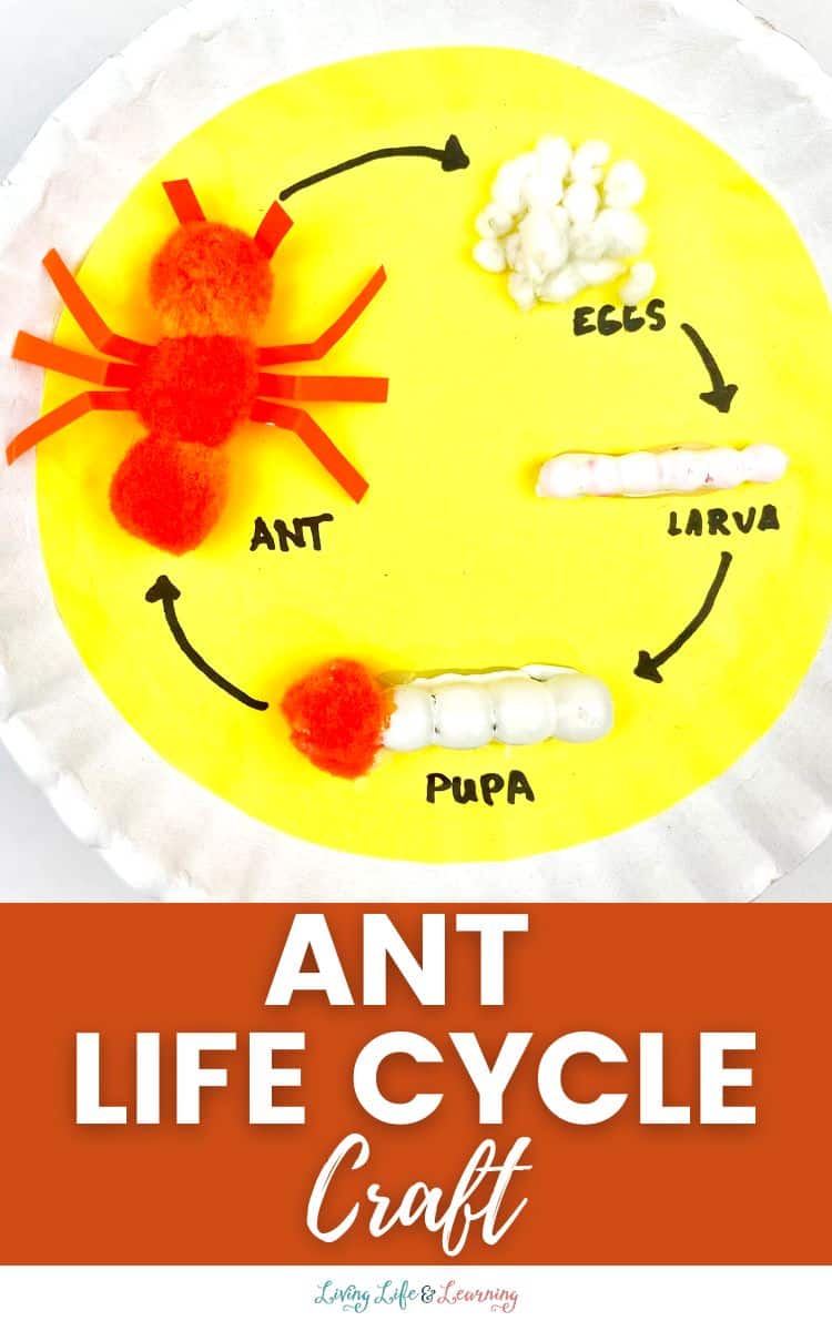 Ant Life Cycle Craft