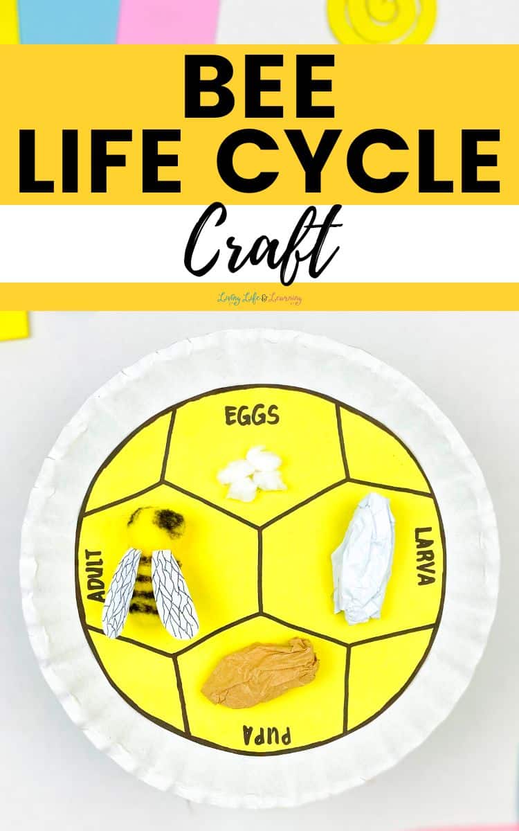 Image of bee life cycle craft