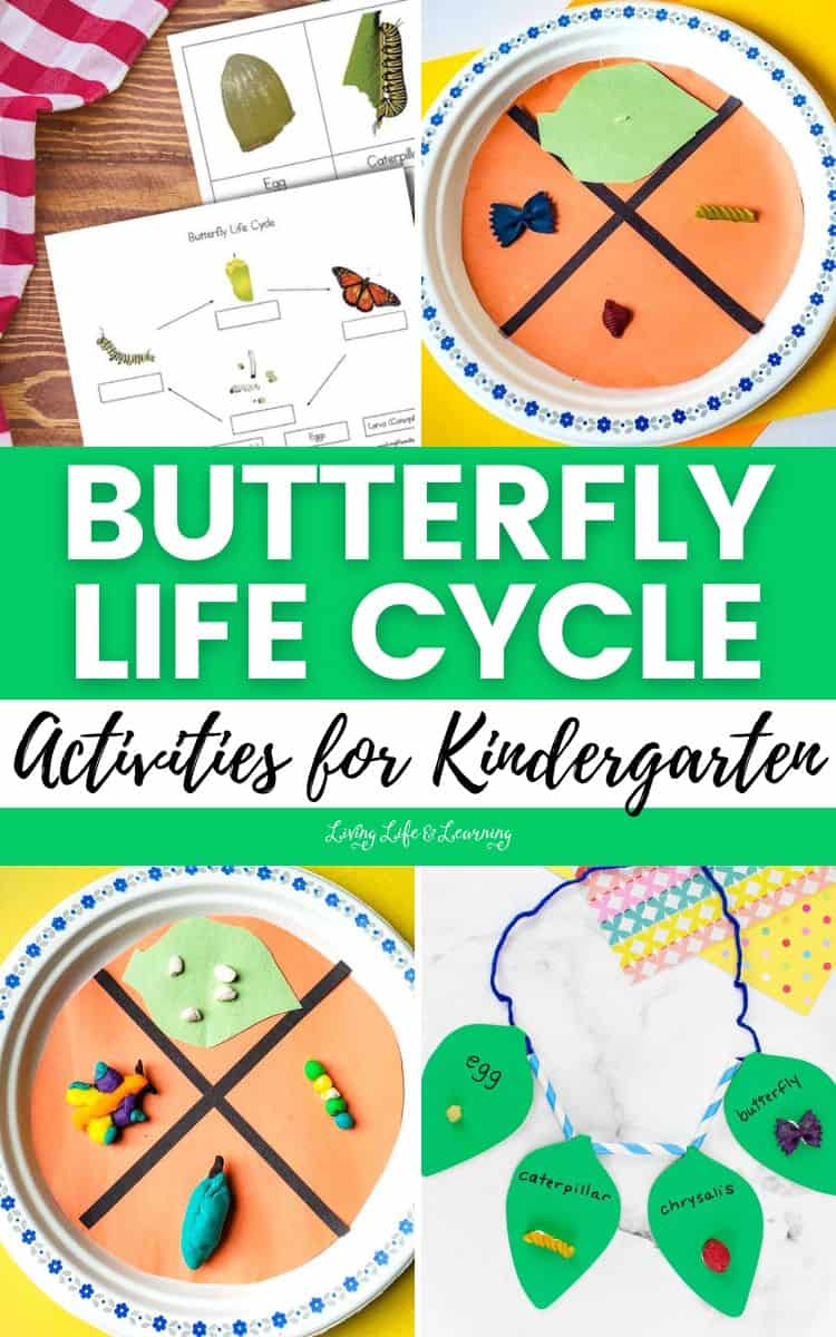 A collage of Butterfly Life Cycle Activities for Kindergarten