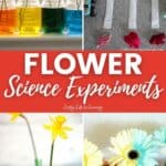 Flower Science Experiments