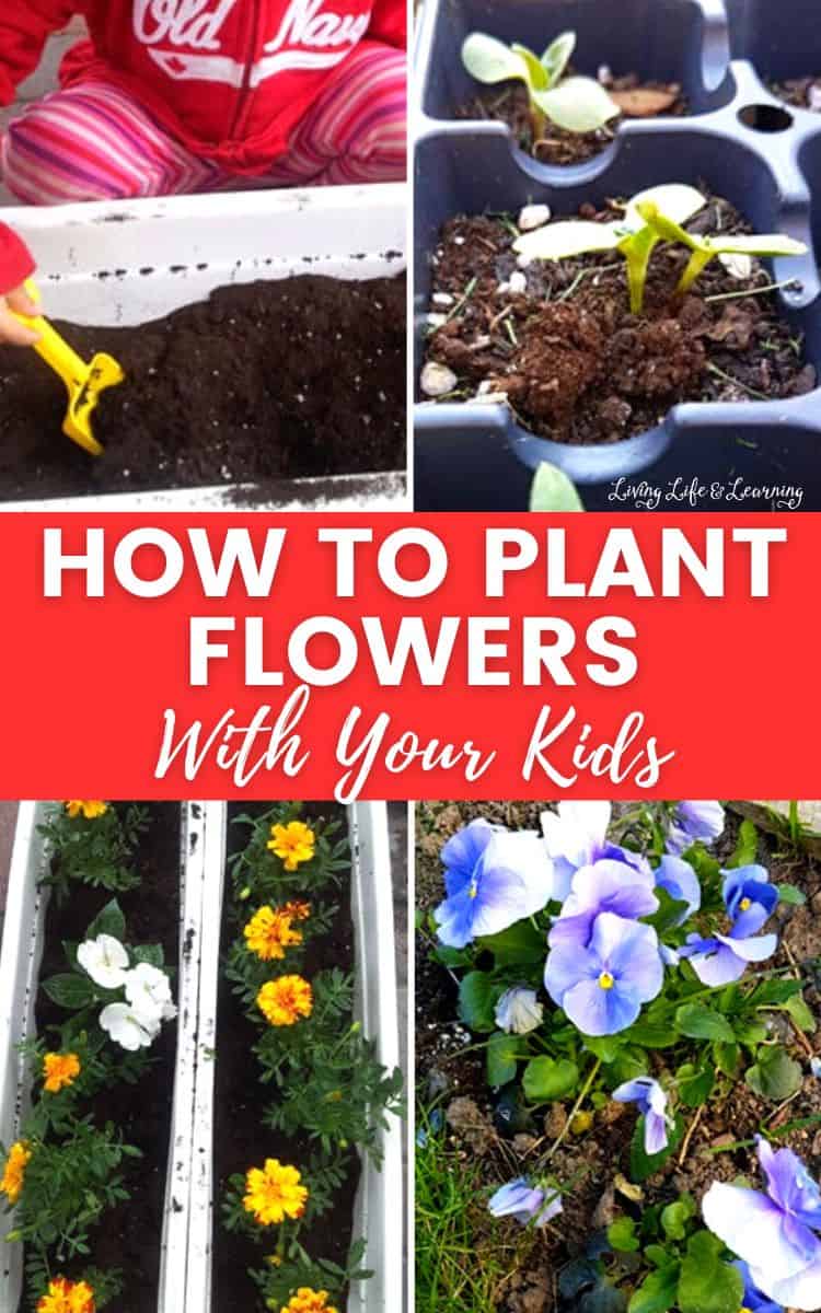 Child planting colorful flowers on a pot full of garden soil