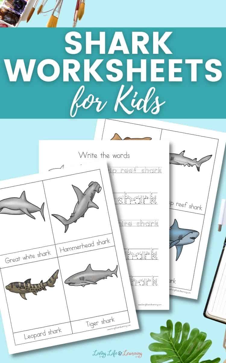 Images of shark worksheets for kids