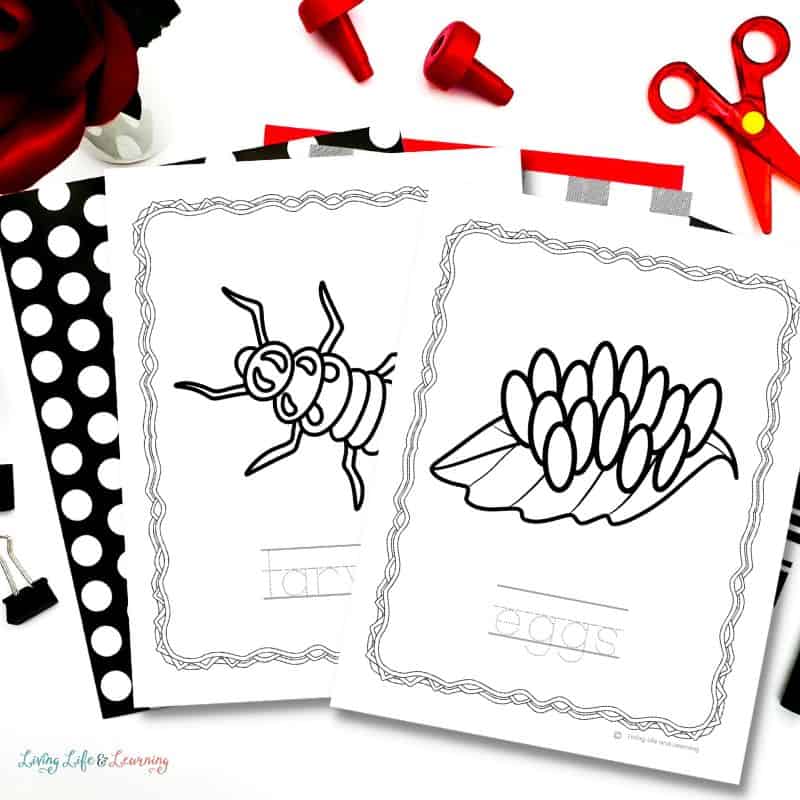 Ladybug Life Cycle Coloring Pages