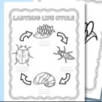 Ladybug Life Cycle Coloring Pages
