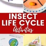 Insect Life Cycle Activities