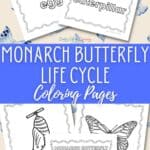 Monarch Butterfly Life Cycle Coloring Pages