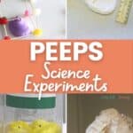 Peeps Science Experiments