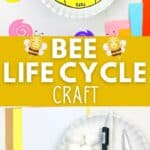an image of bee life cycle craft