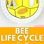 an image of bee life cycle craft