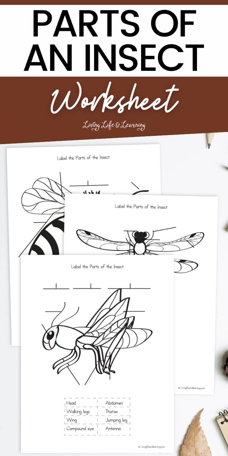 Parts of an Insect Worksheet: Fun Bug Education