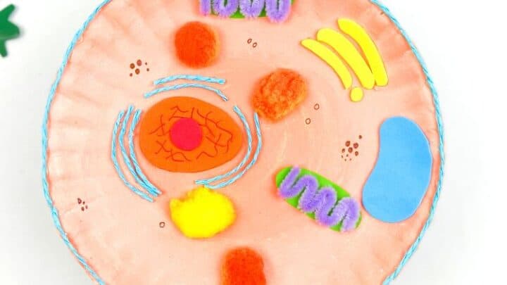 Building An Animal Cell Model