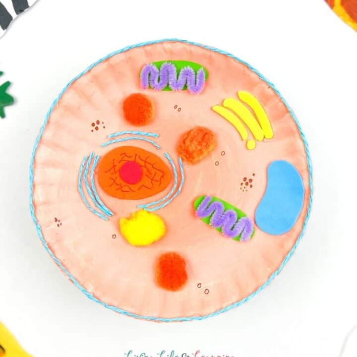 Paper Plate Animal Cell