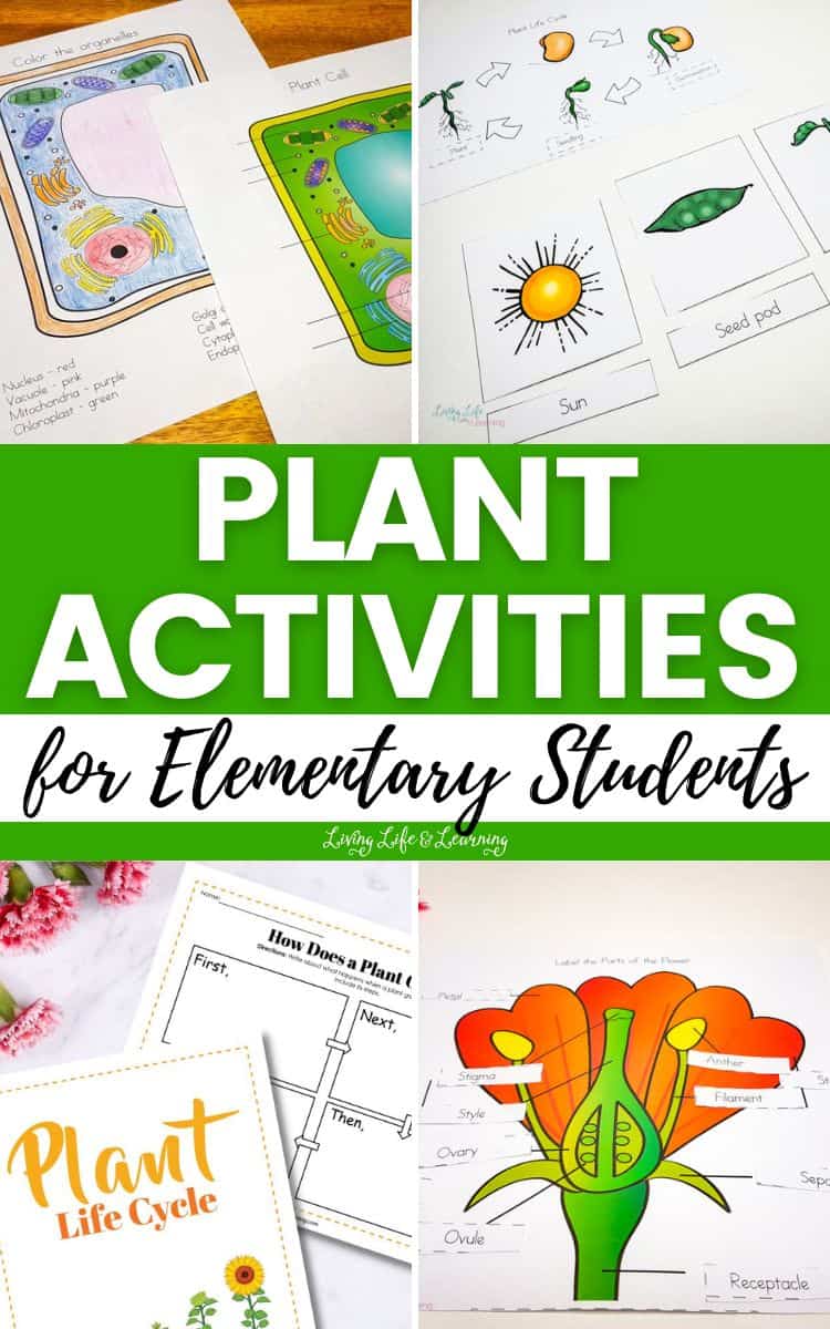 Plant Activities for Elementary Students
