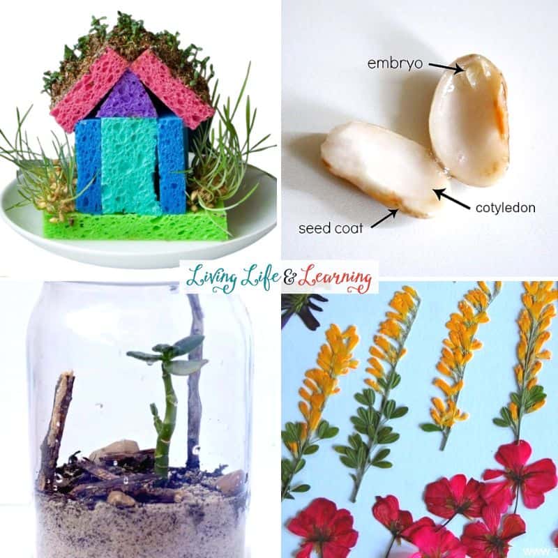 A collage on Plant Activities for Elementary Students
