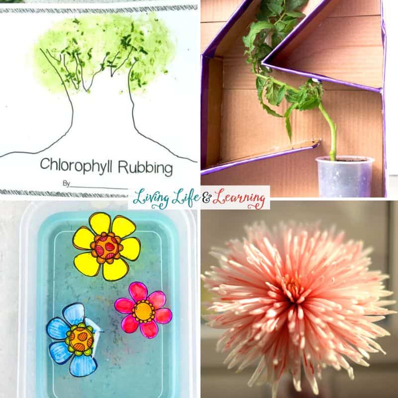 A collage of Plant Activities for Kindergarten.