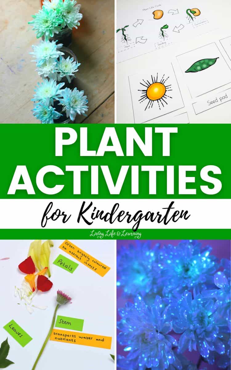 A collage of Plant Activities for Kindergarten