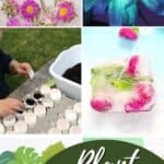 A collage on Plant Activities for Preschoolers