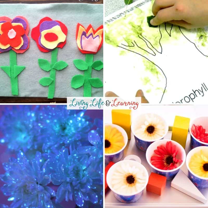 A collage of Plant Activities for Preschoolers