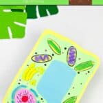 Plant Cell Craft on a table.