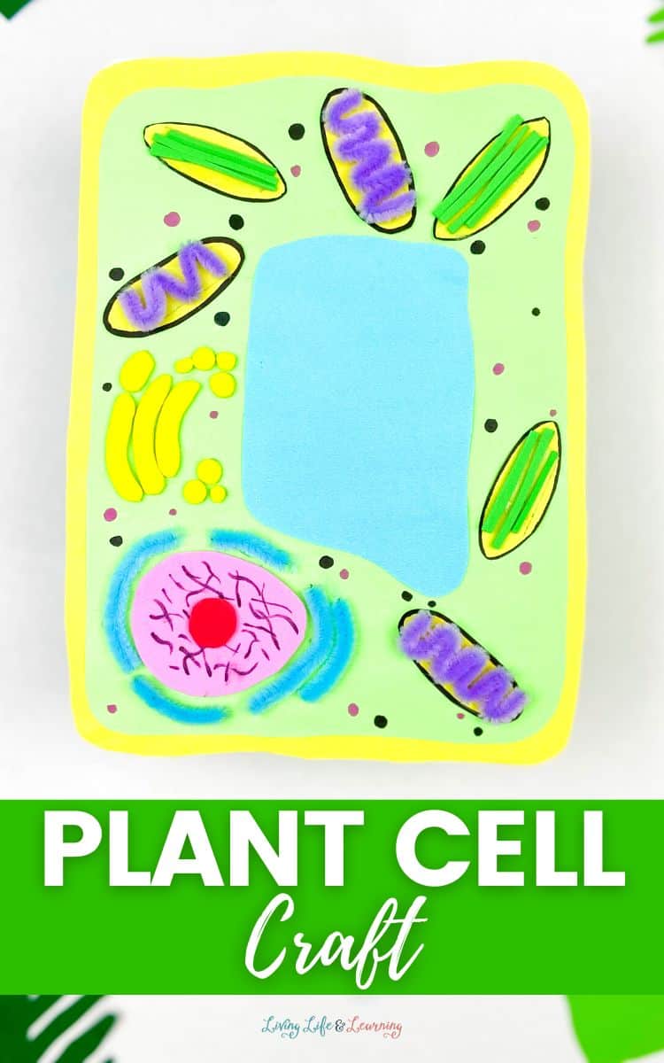 Plant Cell Craft on a table.