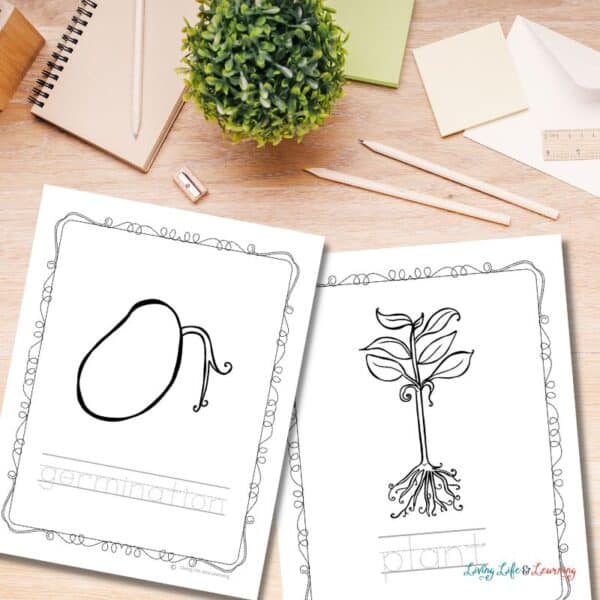 Plant Life Cycle Coloring Pages: Educational Fun