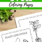Two Plant Life Cycle Coloring Pages are on a table.