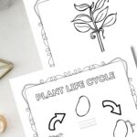 Two Plant Life Cycle Coloring Pages are on a table.