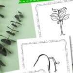 Three Plant Life Cycle Coloring Pages are on a table.