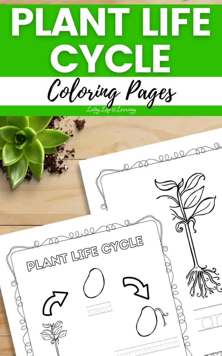 Plant Life Cycle Coloring Pages