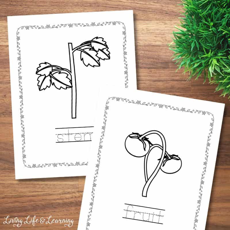 Two Plant Parts Coloring Pages on a table.