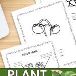 Three Plant Parts Coloring Pages on a table.
