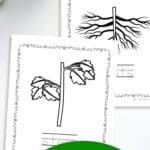 Two Plant Parts Coloring Pages on a table.