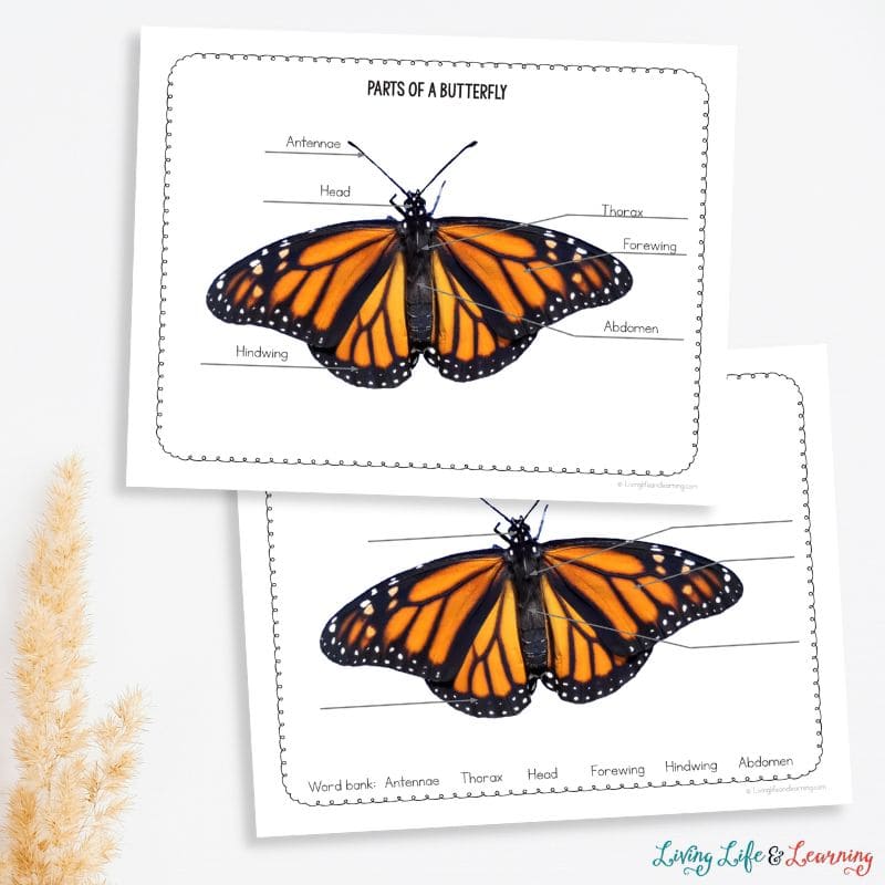 Two Parts of a Butterfly Worksheet on a table 