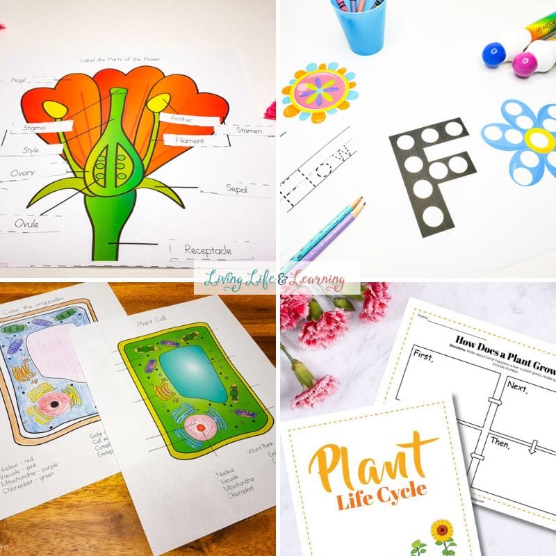 images of plant activities for kids