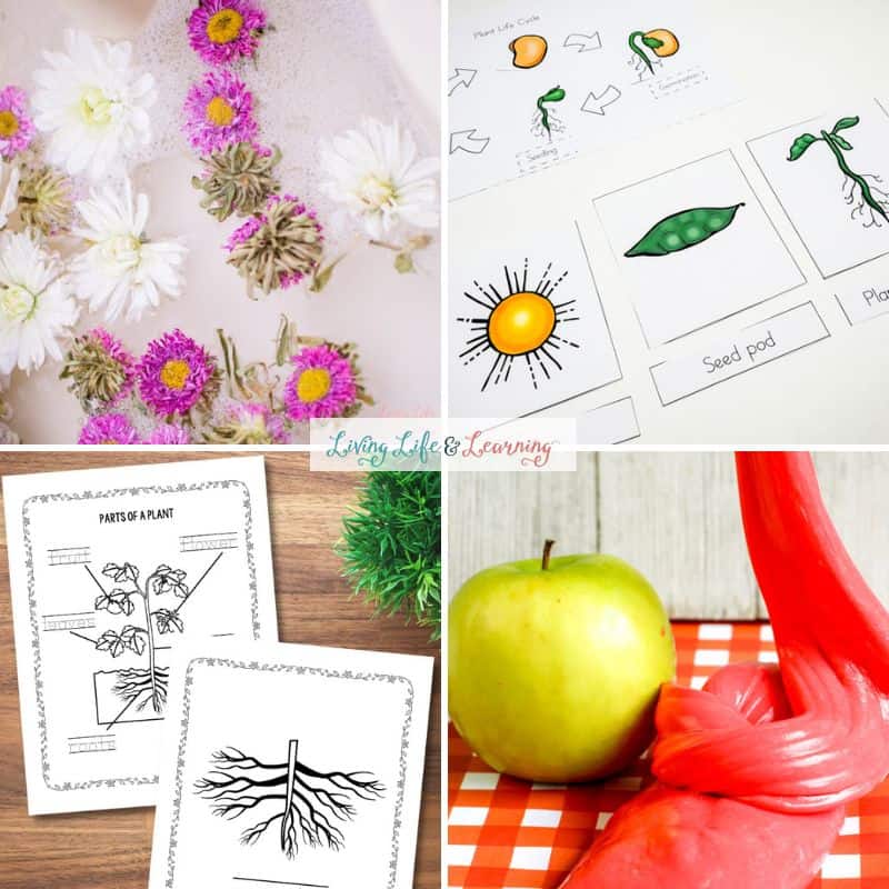 images of plant activities for kids