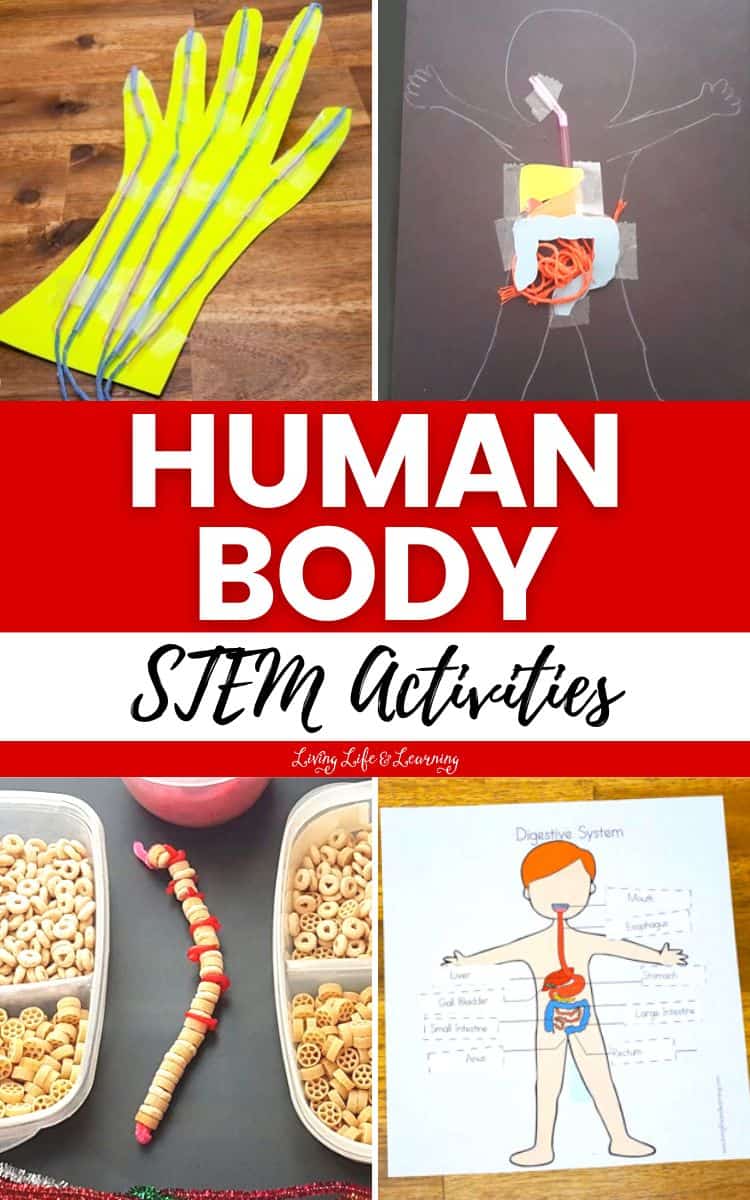 A collage of Human Body STEM Activities