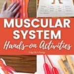 Muscular System Hands-on Activities