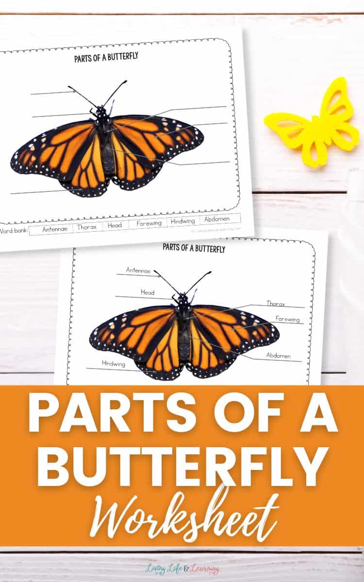 Parts of a Butterfly Worksheet on a table