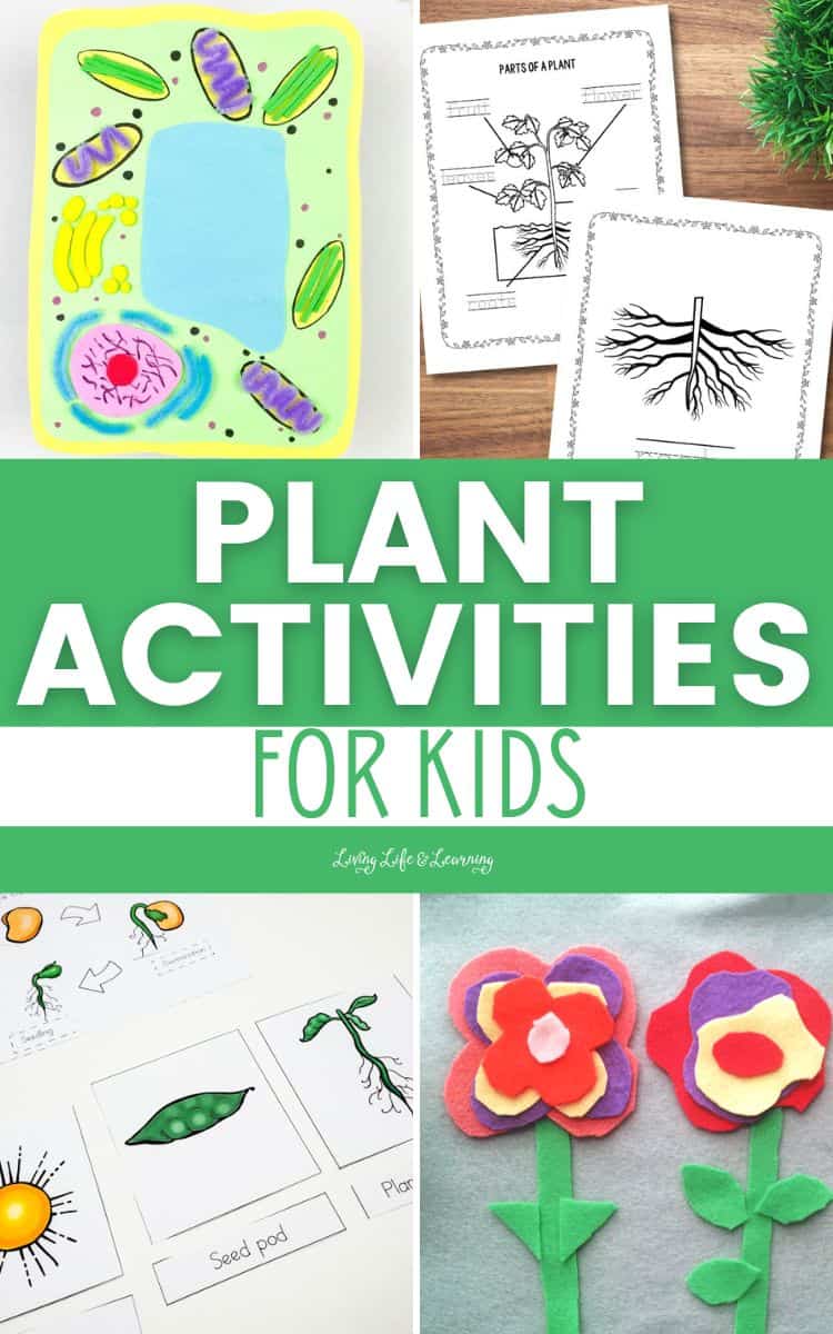 Plant activities for kids images