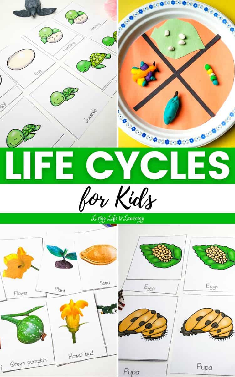A collage of Fun Life Cycles for Kids