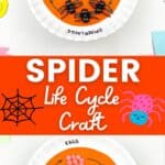 Spider Life Cycle Craft