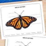 Parts of a Butterfly Worksheet on a table