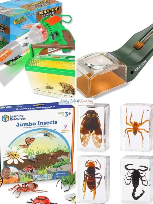 Gifts for Bug Lovers Story