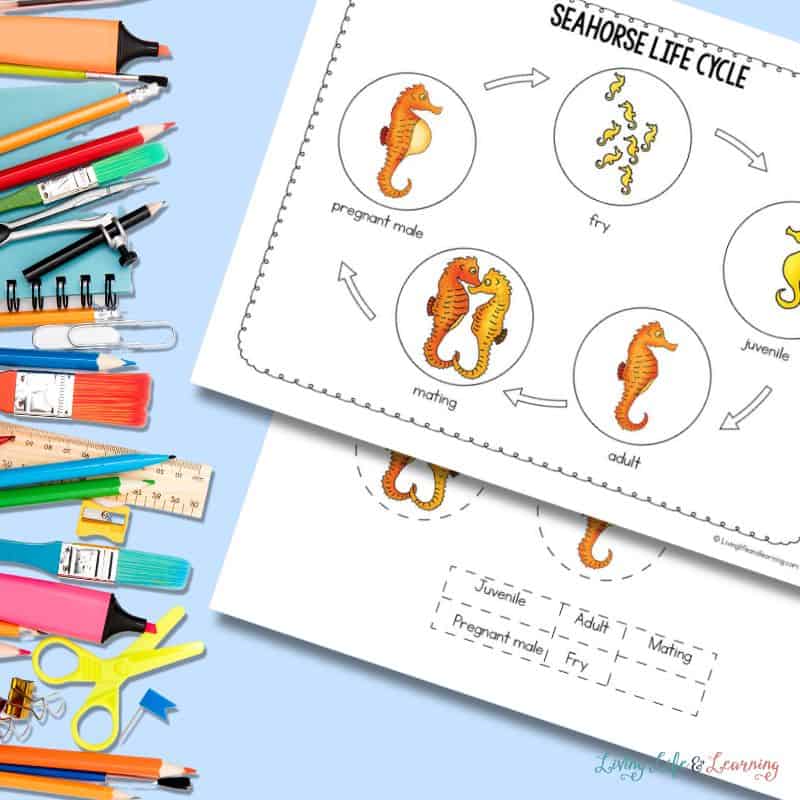 Life Cycle of a Seahorse Worksheet